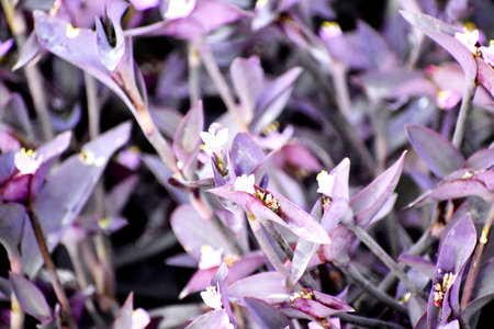Purple and white flowers in the garden, closeup of photoの写真素材