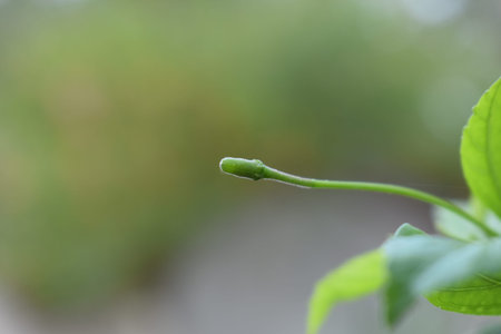 green leaf on blurred background, shallow depth of field with selective focus