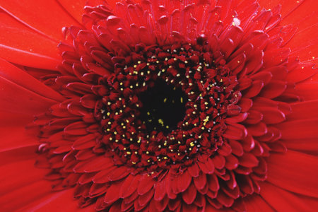 Red gerbera flower close-up. Macro photo of gerbera flower