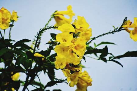 Close up of yellow flowers with blue sky background,Thailand.