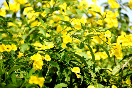 Beautiful yellow flowers in the garden, Chiang Rai, Thailand.