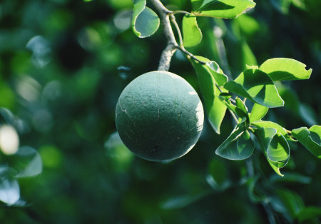 Bergamot fruit on the tree in the garden,Thailandの写真素材