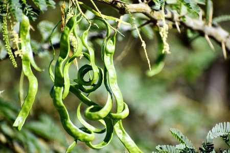 Tamarind tree with green seed pods, close-up.の写真素材