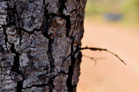 Tree bark texture background. Tree bark texture background. Tree bark texture background.