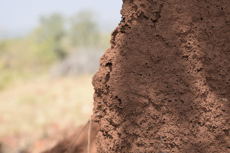 Termite mound in Okavango Delta, Botswana, Africa