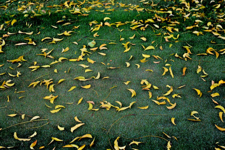 Fallen yellow leaves on green grass in autumn park. Autumn backgroundの写真素材