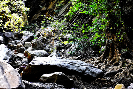 Tropical forest with rocks and trees in Khao Yai National Park, Thailandの写真素材