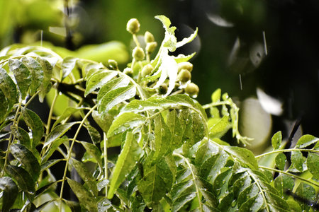 Close-up of green leaves and fruits of a tree in the rainの写真素材