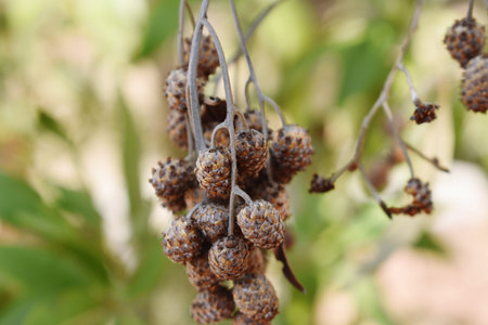 Close-up of a branch of alder tree with cones.