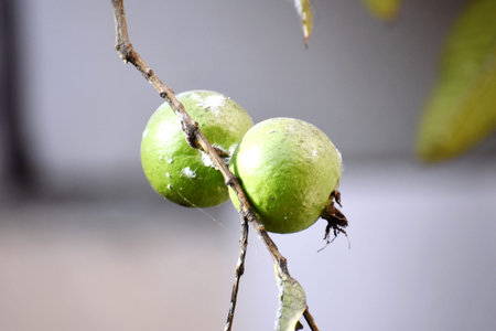 Close up of feijoa fruit on a tree branch with leaves