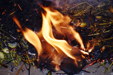 Burning fire in the forest, close-up of the flames