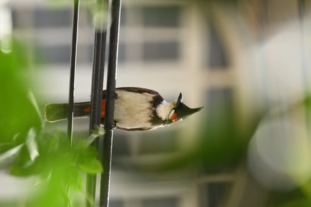 Bird in the garden. Bird in the garden. Bird in the garden.