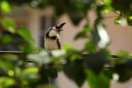 Red-vented Bulbul, Pycnonotus goiavier