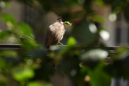 Red-vented Bulbul (Pycnonotus goiavier)の写真素材