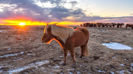 Icelandic Horseの写真素材