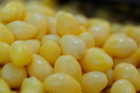 ginkgo seedの写真素材