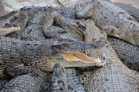 crocodileの写真素材