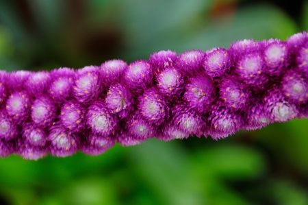 Amaranth の写真素材