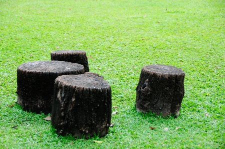 stumpの写真素材