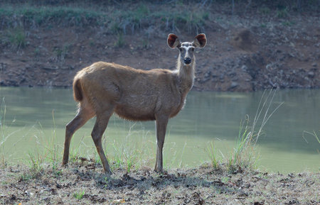 Alert Indian Sambhar Deerの写真素材
