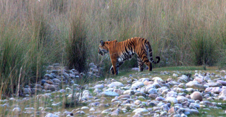 Elusive Tiger disappearing into the grass at Corbett National Parkの写真素材