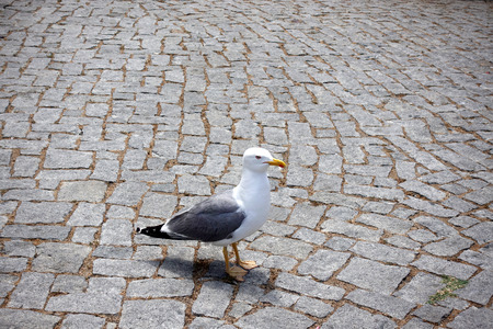 Seagull standing on a cobblestone street.の写真素材