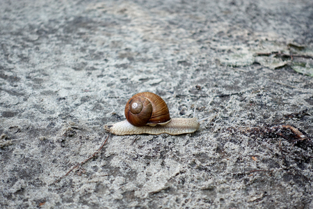 The snail in the sink crawls on the ground.の写真素材
