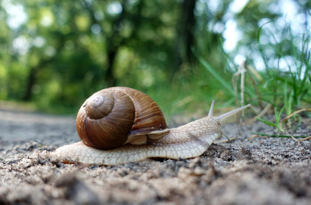 The snail in the sink crawls on the ground.