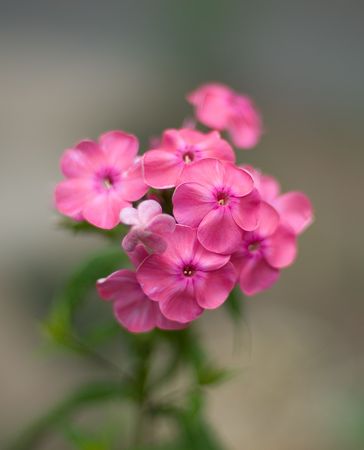 large pink flower on an artistic bright backgroundの写真素材