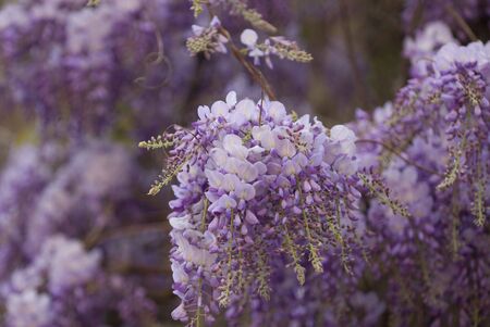 plenty of colors on one plant as a backgroundの写真素材