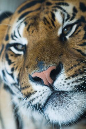 portrait of tiger in a full laugh by CUの写真素材
