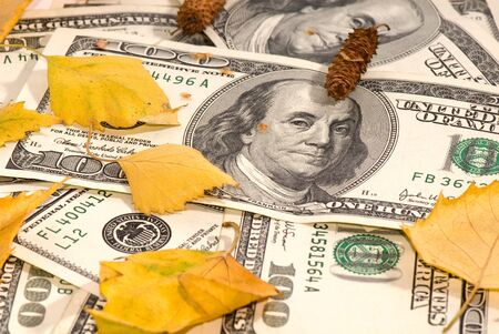 pack of dollars of the USA and birch leaves on a white backgroundの写真素材
