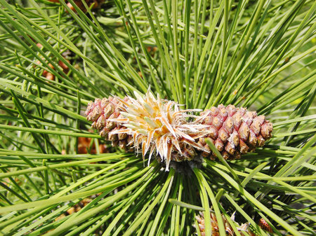 prickly plants with cones at natural illumination