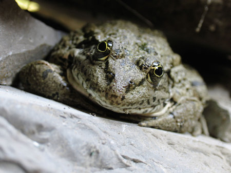 living frog by CU on a dark background