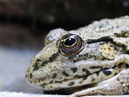 living frog by CU on a dark background