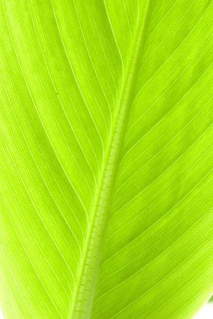 high-quality texture as background for a design