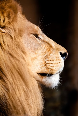 picture of lion of high-res with an artistic backgroundの写真素材