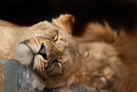 picture of lion of high-res with an artistic backgroundの写真素材