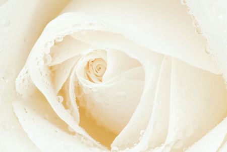 beautiful close-up rose with water drops removed close up on a light backgroundの写真素材