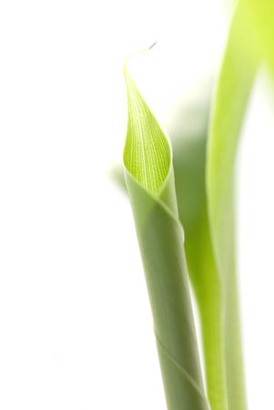 Green leaf of a palm tree as an abstract backgroundの写真素材