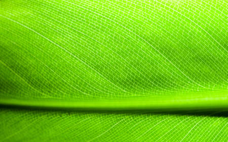 Green leaf of a palm tree as an abstract backgroundの写真素材