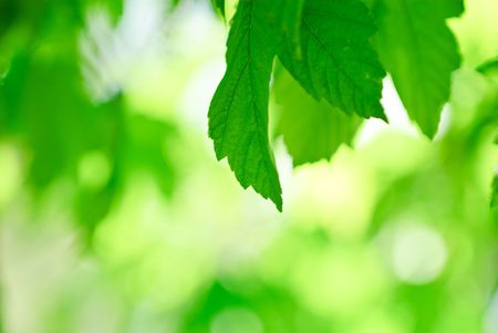 abstract background from the leaves of trees の写真素材