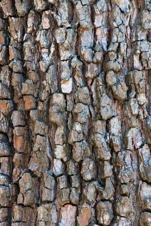 high-res texture from the bark of tree
