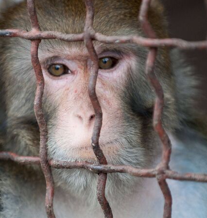 a monkey writhing grimaces in the cage of zooの写真素材