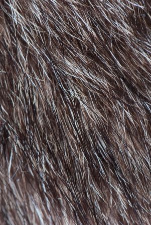 Animal fur texture backgroundの写真素材