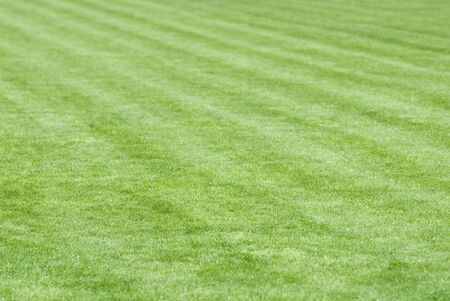 Stadium field covered with a young grassの写真素材