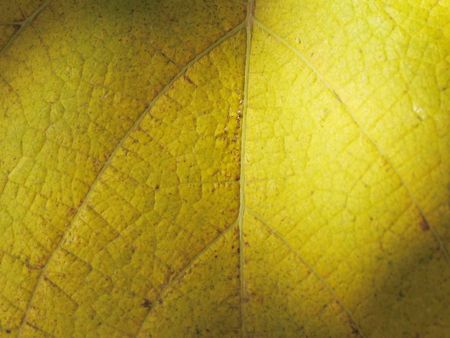 Green leaf of a palm tree as an abstract backgroundの写真素材