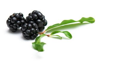 composition from a blackberry and raspberry on the white isolated backgroundの写真素材