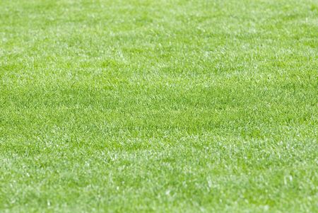 Stadium field covered with a young grassの写真素材