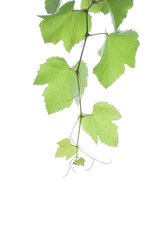 white isolated backgroundの写真素材